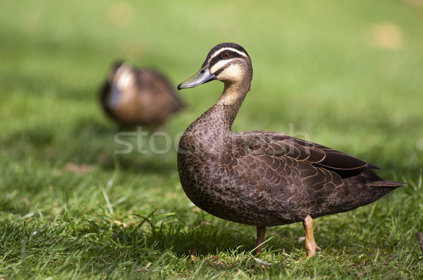 Pacific Black Duck Stock photo © THP