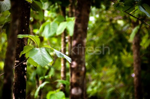 Foto stock: Floresta · folhas · pormenor · rico · verde · turva