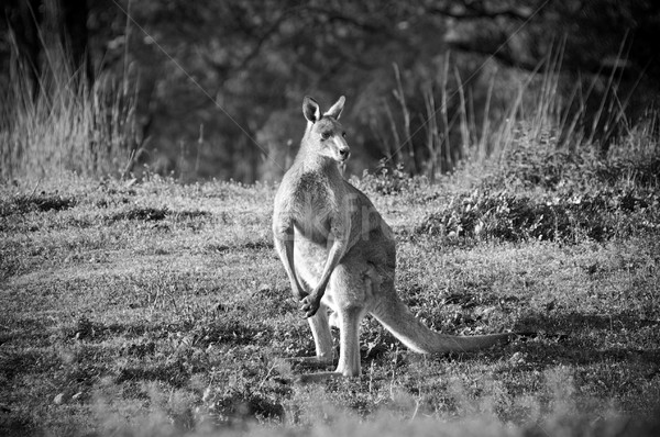 Stock photo: Kangaroo