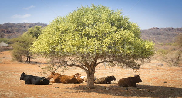 Botswana Rindfleisch Rinder ruhend Baum ländlichen Stock foto © THP