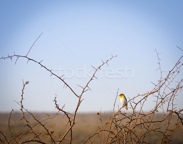 Uccello Botswana africa rosso Foto d'archivio © THP