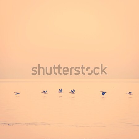 Pelicans Africa Stock photo © THP