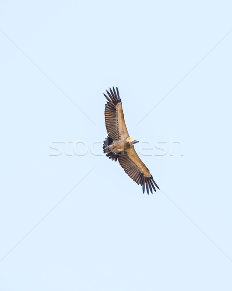 Vulture in Flight Stock photo © THP