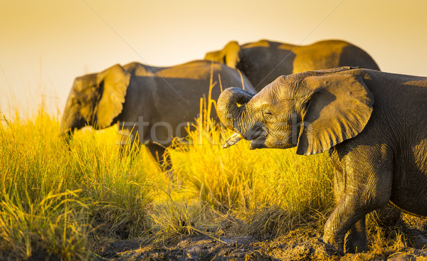 Stock fotó: Elefántok · játszik · sár · fiatal · öreg · folyópart