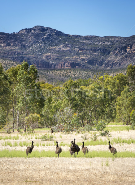 Emu Stock photo © THP