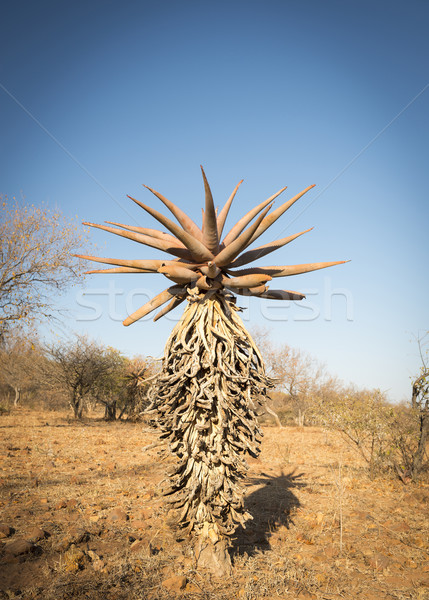アロエ 木 ボツワナ アフリカ 成長 ストックフォト © THP
