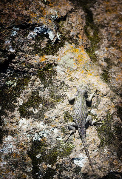 Brown Spiny Lizard Stock photo © THP