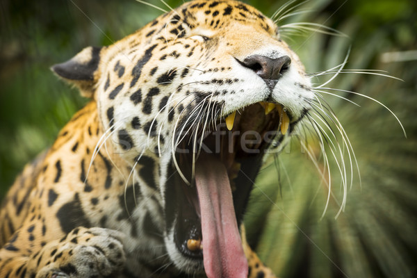 Jaguar Cat Yawning Stock photo © THP