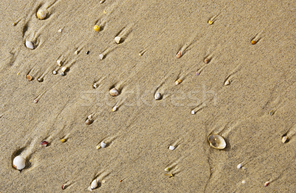 Mare coji de multe mic nisip soare Imagine de stoc © THP