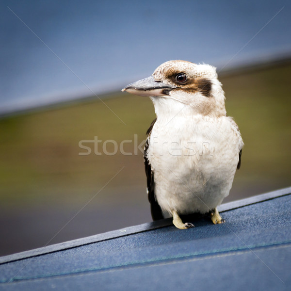 Vogel Region Australien Natur blau Stock foto © THP