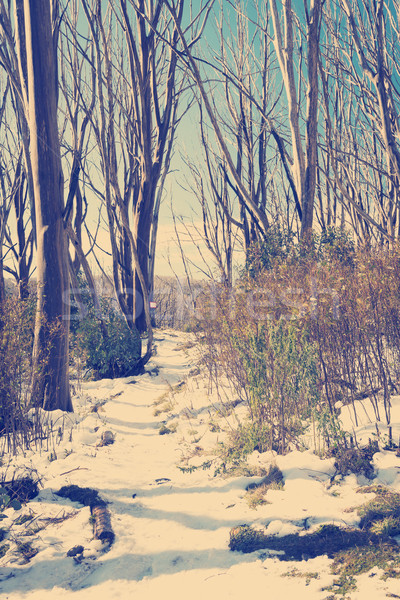 Retro Snow Trees Stock photo © THP