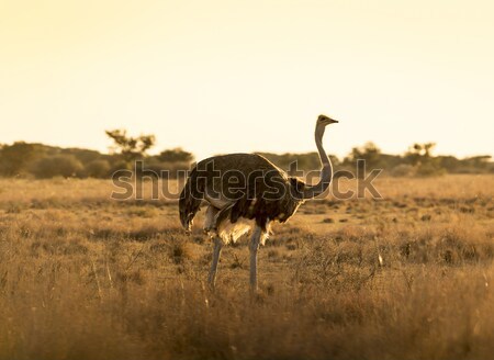 Devekuşu gün batımı güzel Botsvana Afrika Stok fotoğraf © THP