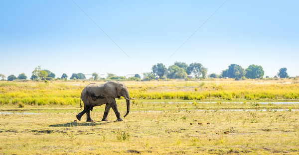 Elephant in Chobe National Park Botswana Stock photo © THP