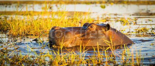 Hippopotamus Chobe River  Stock photo © THP