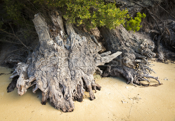 Velho troncos resistiu praia textura natureza Foto stock © THP