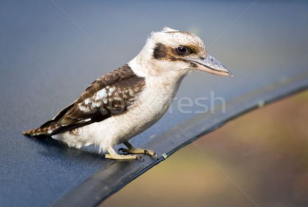 Vogel Region Australien Natur blau Stock foto © THP