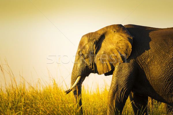 Elephant In Long Grass Stock photo © THP