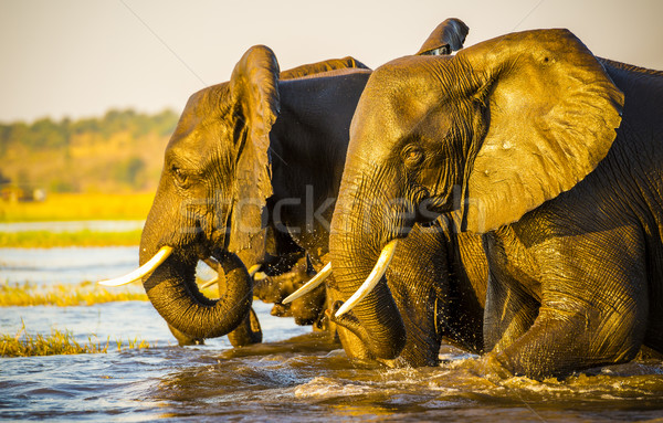 Elephant Portrait  Stock photo © THP