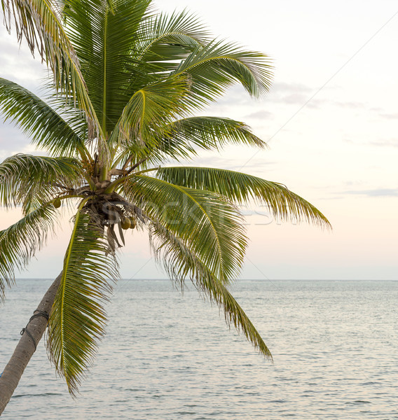 Palm Tree Over Ocean Stock photo © THP