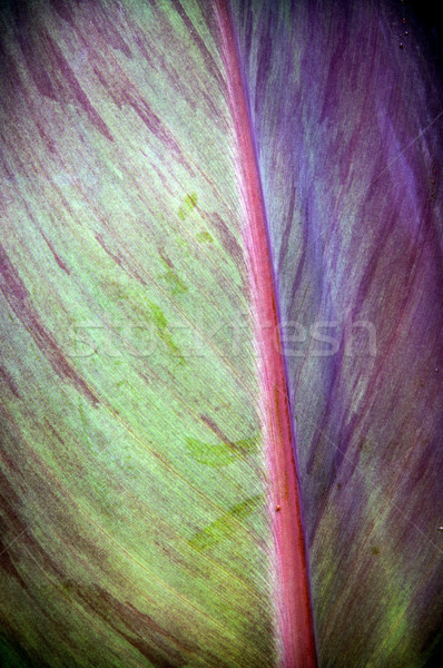 Pastel Leaf Detail Stock photo © THP