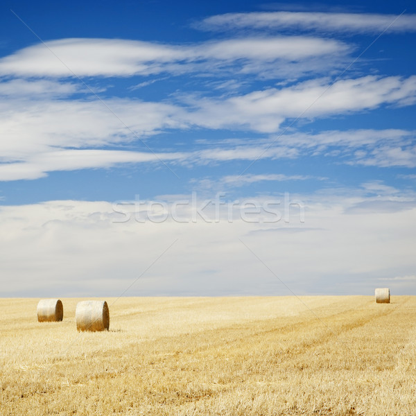 Hay Bales Stock photo © THP