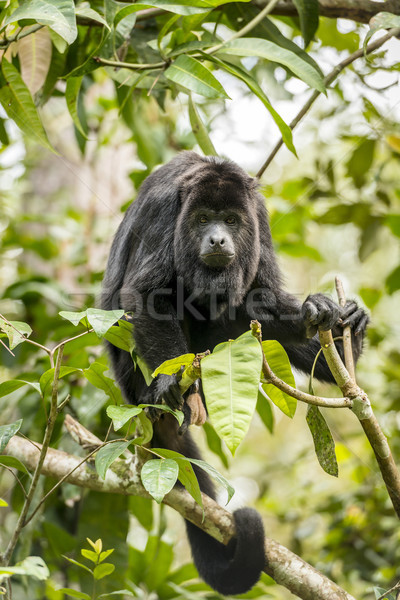 ストックフォト: 黒 · 猿 · 座って · 森林 · 木 · ジャングル