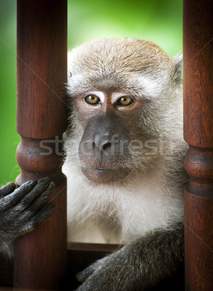Macaco retrato asiático Ásia Foto stock © THP