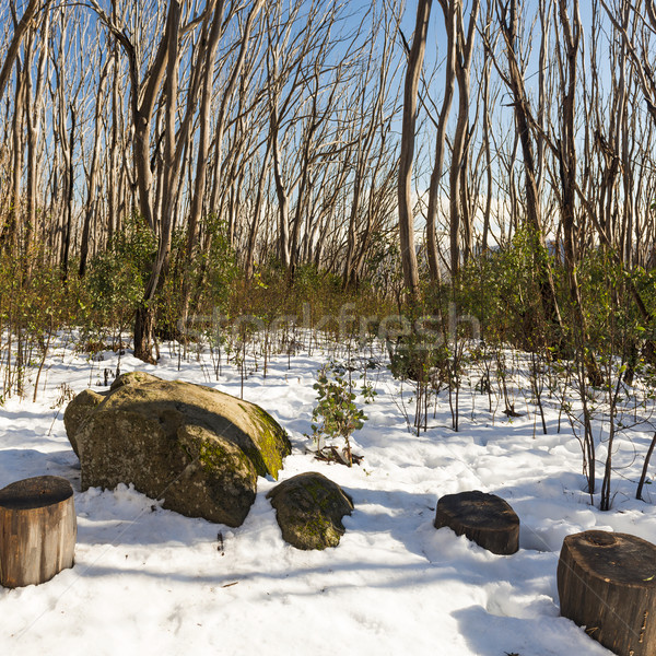 Schnee Bäume nackt decken Baum Stock foto © THP