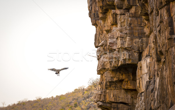 Vulture Finding Perch Stock photo © THP