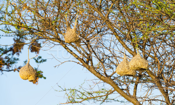 Weaver Bird Nests Stock photo © THP