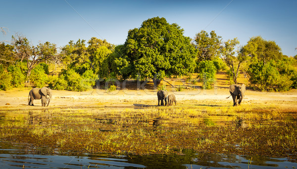 Elephant Herd Africa Stock photo © THP