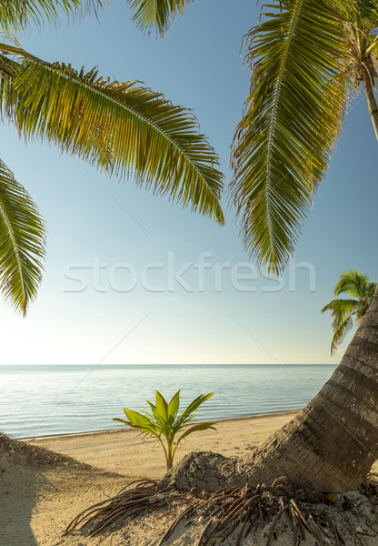 Fresh Palm Tree Growing Stock photo © THP