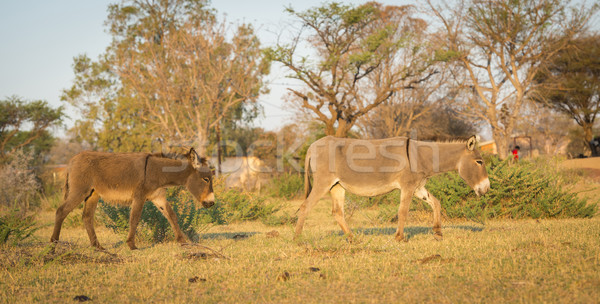 Donkey in Botswana Stock photo © THP
