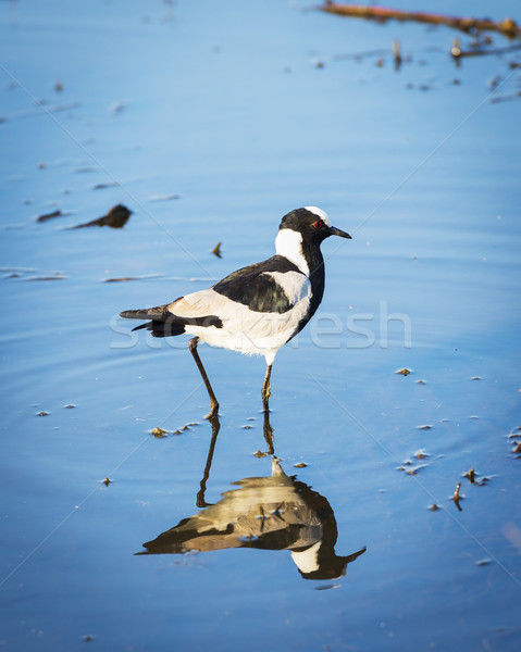 African Pied Wagtail Bird Stock photo © THP