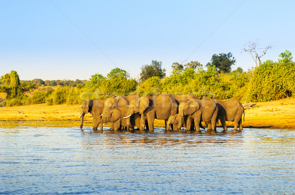 Elephant Herd Africa Stock photo © THP