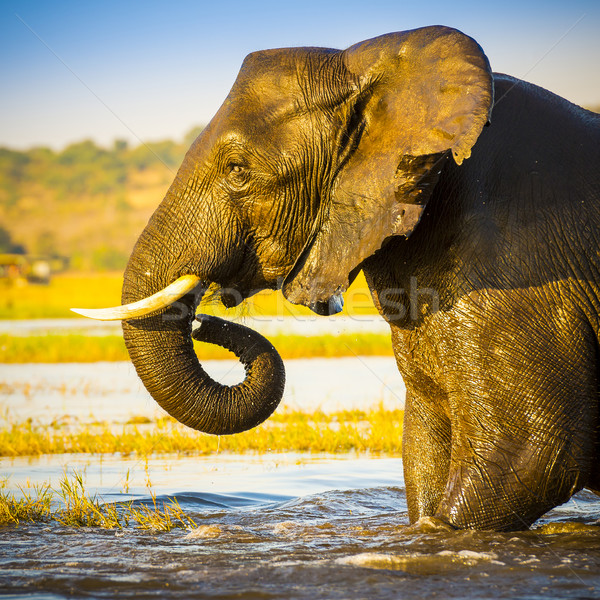 Elefánt portré felnőtt afrikai elefánt víz park Stock fotó © THP