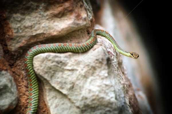 Paraíso serpente rochas projeto asiático padrão Foto stock © THP
