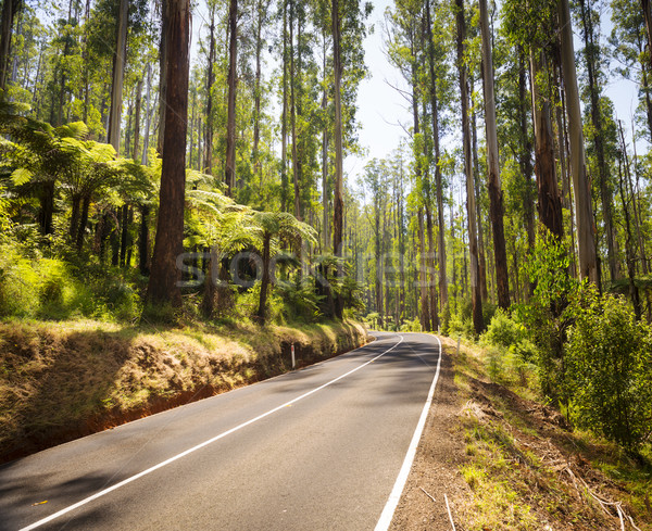 Forest Road Stock photo © THP
