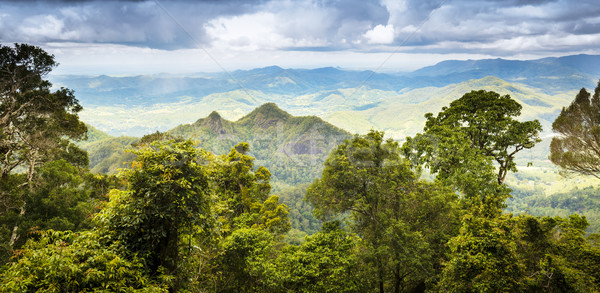 Queensland Regenwald Gold Küste Wald Blatt Stock foto © THP