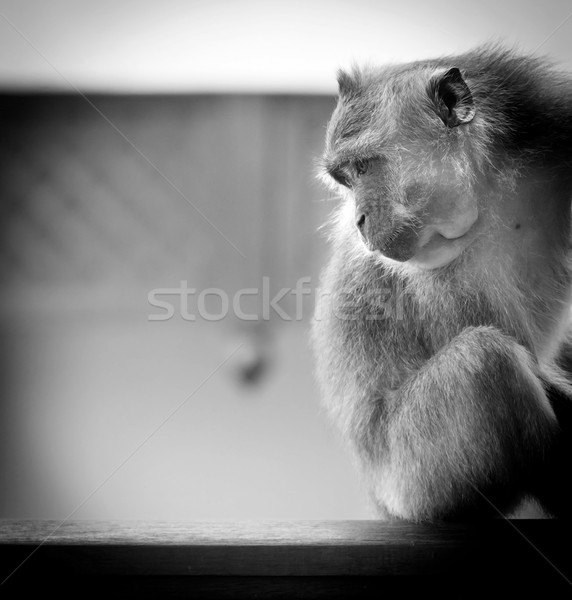 Foto stock: Macaco · retrato · asiático · preto · e · branco