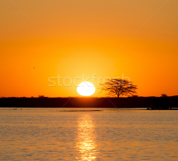 Africano pôr do sol clássico enorme ardente sol Foto stock © THP