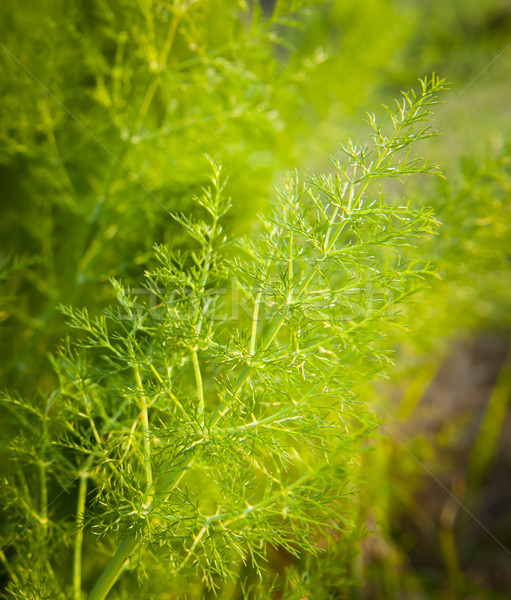 Wild Aniseed Stock photo © THP