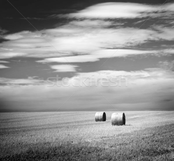 Hay Bales Black and White Stock photo © THP