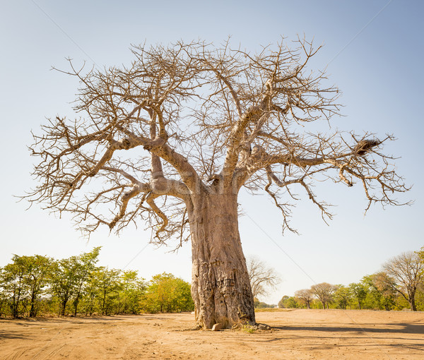 Baobab Tree Stock photo © THP