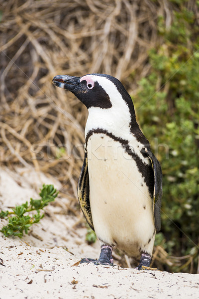 African Penguin Stock photo © THP