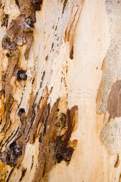 Gom boom schors details australisch textuur Stockfoto © THP