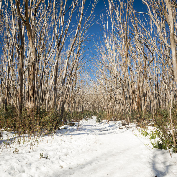 Snow Trees Stock photo © THP