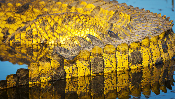 Stock photo: Alligator Scales Detail