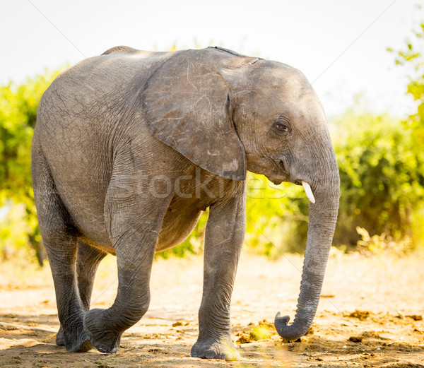 Elephant Baby Calf In Wild Stock photo © THP