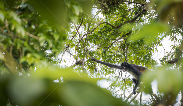 Maimuţă Guatemala păianjen copaci in jurul ochi Imagine de stoc © THP